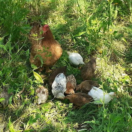 Gospodarstwo agroturystyczne La Fornella Dell'anita Pelago